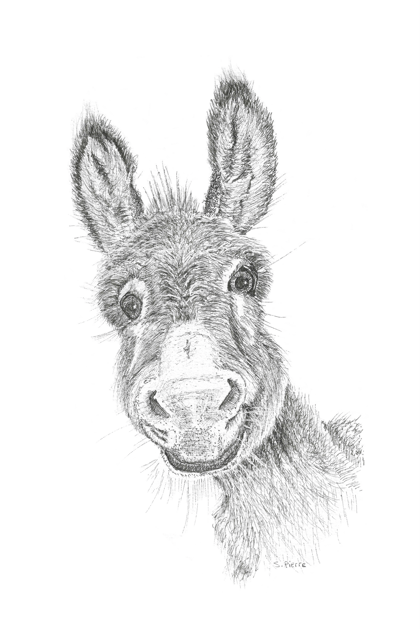Pack of 5 Square High Quality Greetings Cards - Donkey