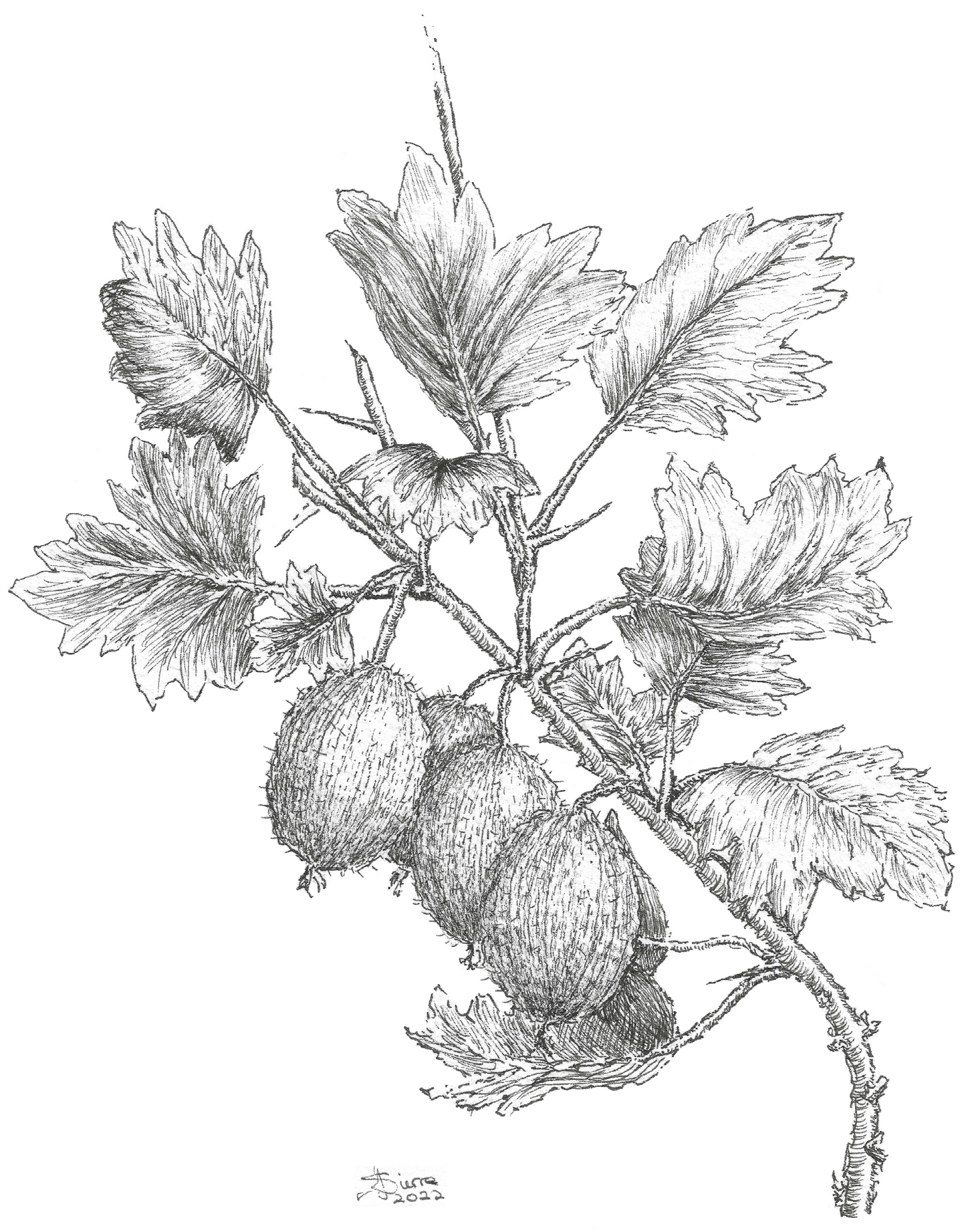 Pack of 5 Square High Quality Greetings Cards - Gooseberry